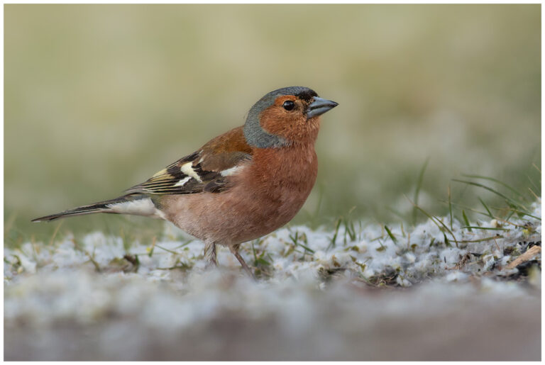 Bofink - Common Chaffinch bofink ute i naturen med kameran