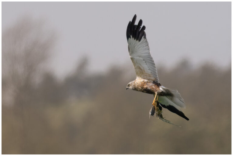 Fågelfotografering på Öland fåglar på öland