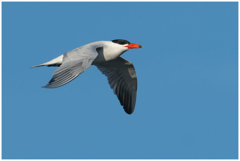 Skräntärna - Caspian Tern skräntärna