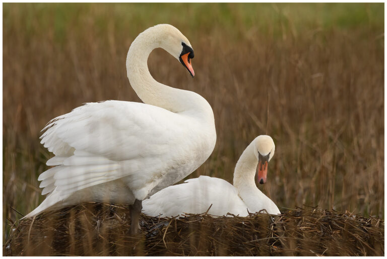 Knölsvan - Mute Swan par knölsvan