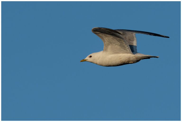 Fiskmås - Mew Gull adult fiskmås
