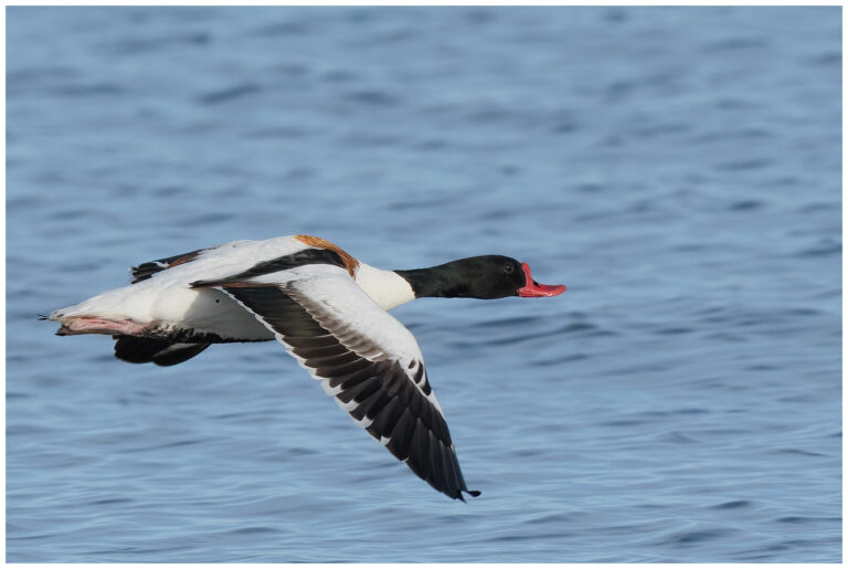Gravand - Common Shelduck gravand flygande