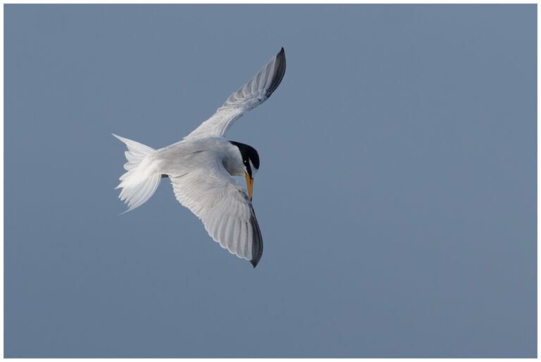 Småtärna - Little Tern lilla småtärnan