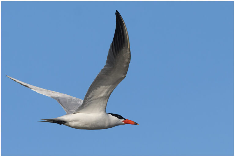 Skräntärna - Caspian Tern skräntärna