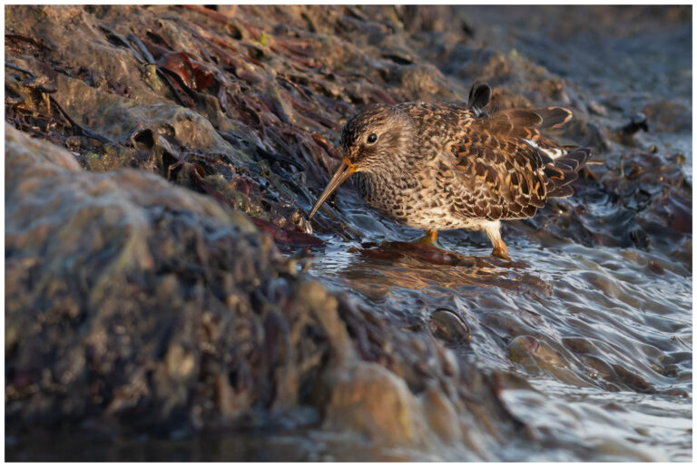 Skärsnäppa - Purple Sandpiper födosökande skärsnäppa