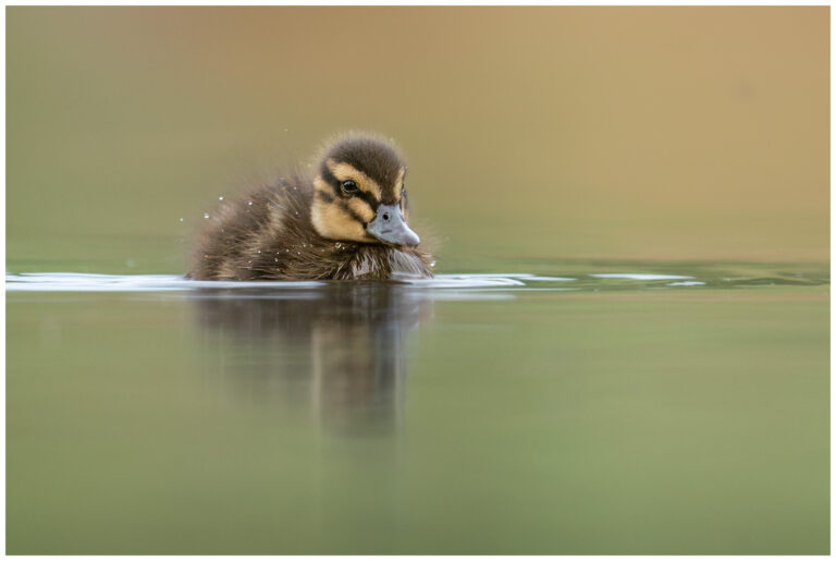 Gräsand - Mallard gräsand pulli