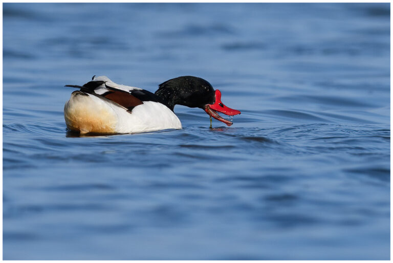 Gravand - Common Shelduck hane gravand