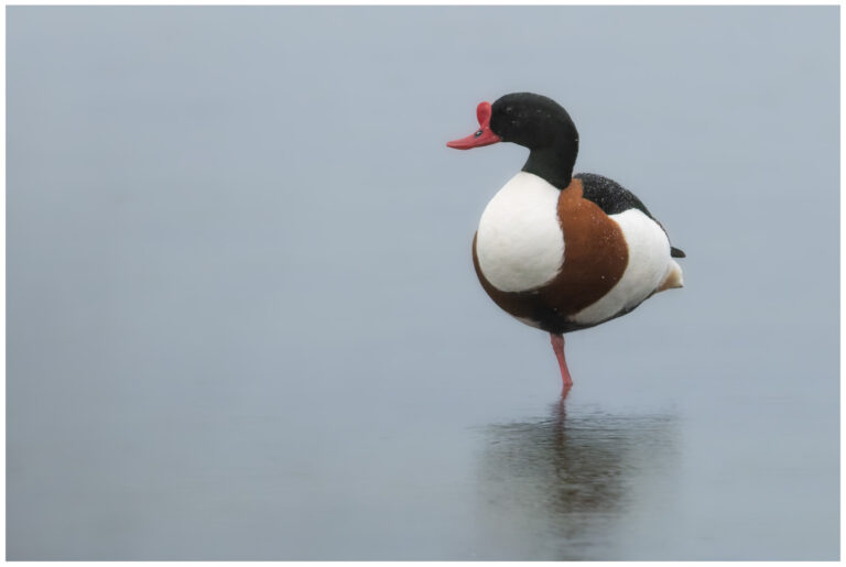 Gravand - Common Shelduck gravand i dimma och regn