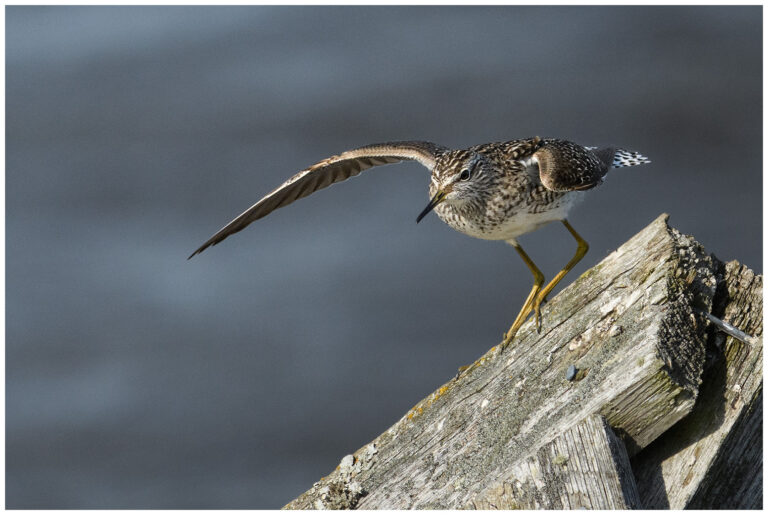 Grönbena - Wood Sandpiper grönbena på gammal planka