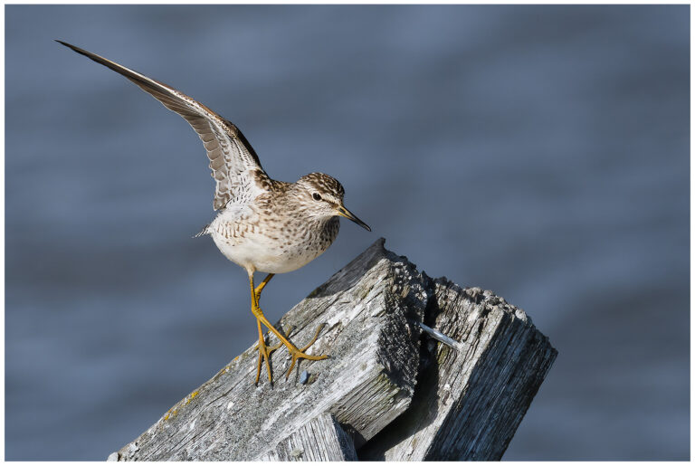Grönbena - Wood Sandpiper grönbena