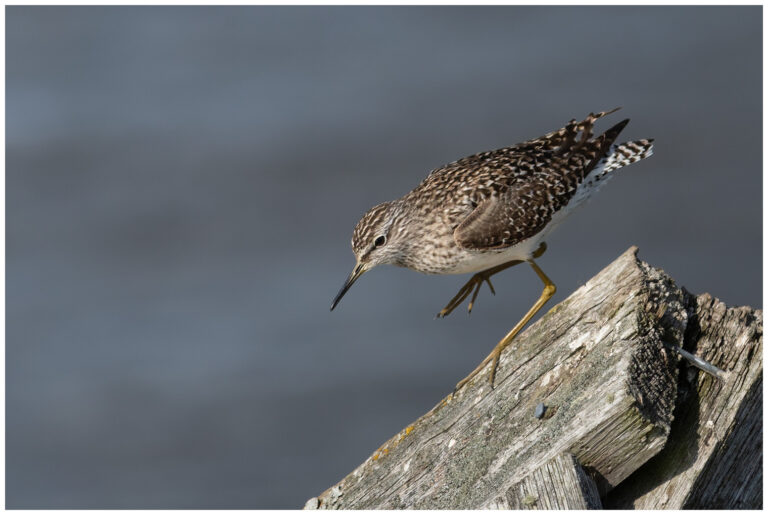 Grönbena - Wood Sandpiper grönbena