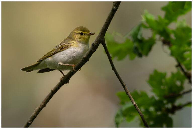 Grönsångare - Wood Warbler grönsångare