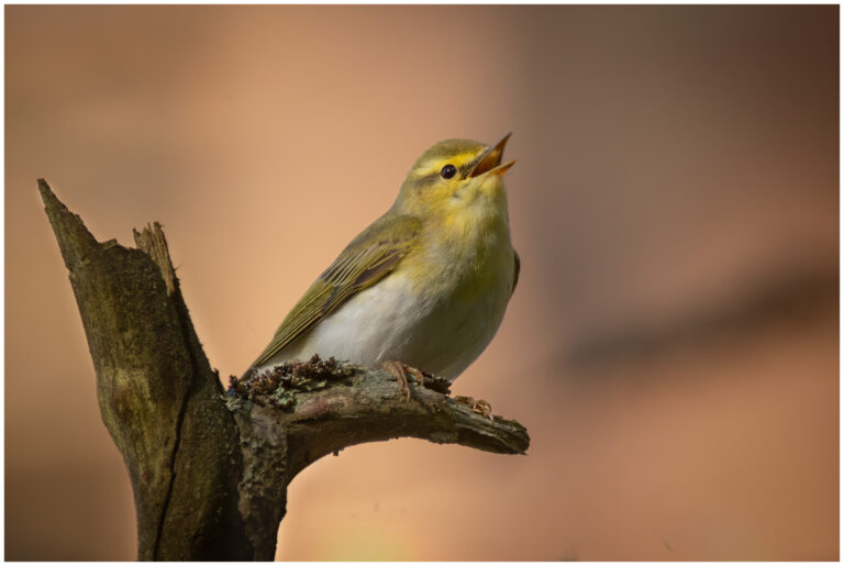 Grönsångare - Wood Warbler grönsångare i skogen