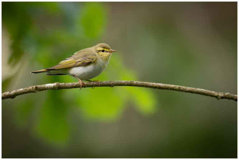 Grönsångare - Wood Warbler grönsångare i skogen
