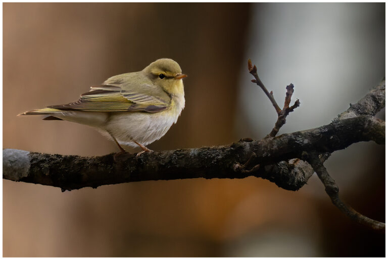 Grönsångare - Wood Warbler grönsångare på en gren i skogen