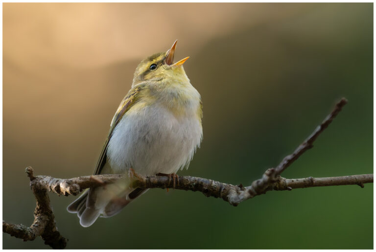 Grönsångare - Wood Warbler Sjungande grönsångare
