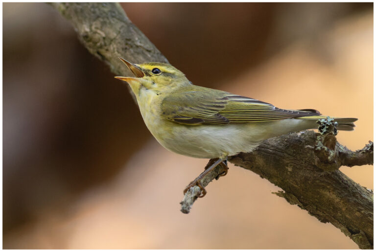 Grönsångare - Wood Warbler sjungande grönsångare