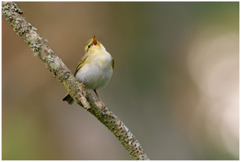 Grönsångare - Wood Warbler grönsångare sjunger