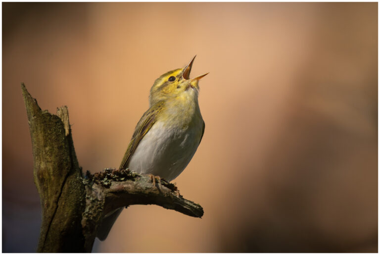 Grönsångare - Wood Warbler sjungande grönsångare