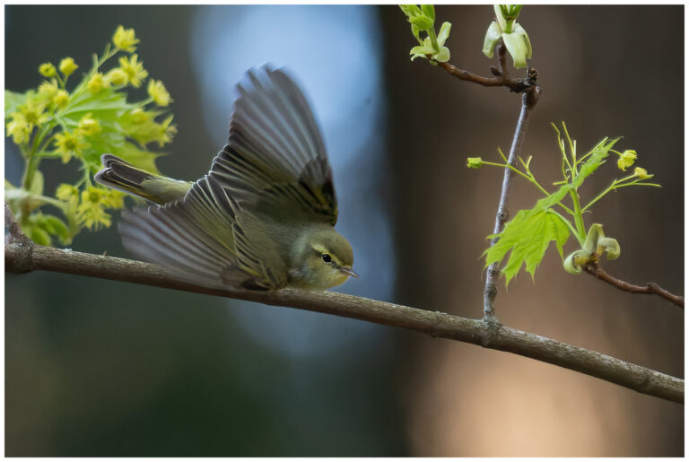 Grönsångare - Wood Warbler grönsångare