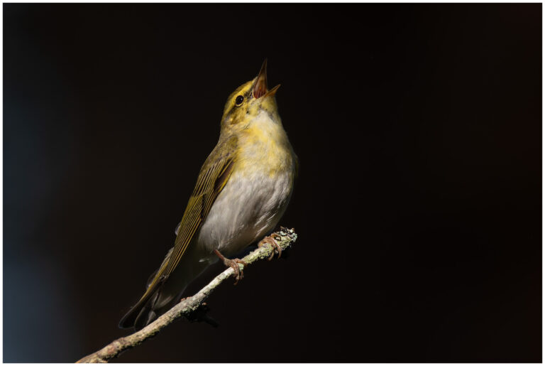 Grönsångare - Wood Warbler grönsångare på en gren