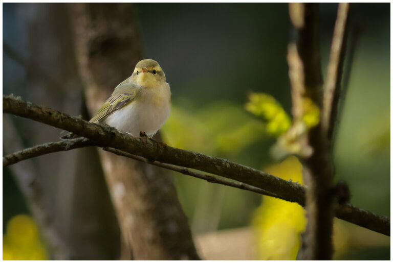 Grönsångare - Wood Warbler grönsångare i skogen