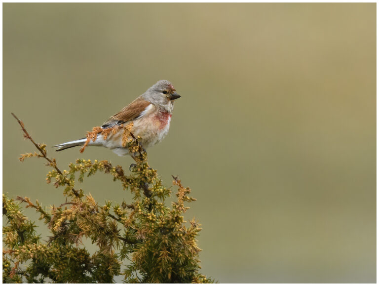 Hämpling - Common Linnet hane hämpling