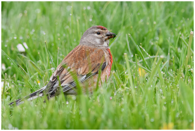 Hämpling - Common Linnet adult hane hämpling