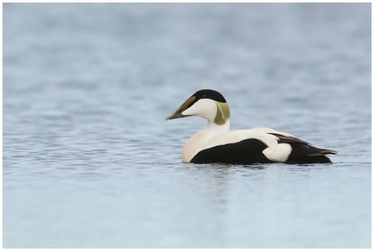Ejder - Common Eider ejder hane
