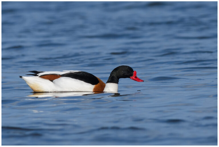 Gravand - Common Shelduck gravand adult hane