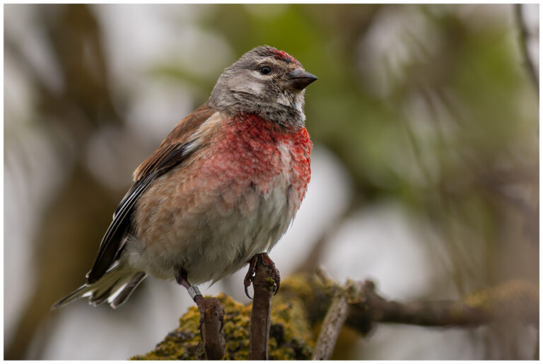 Hämpling - Common Linnet hämpling en hane