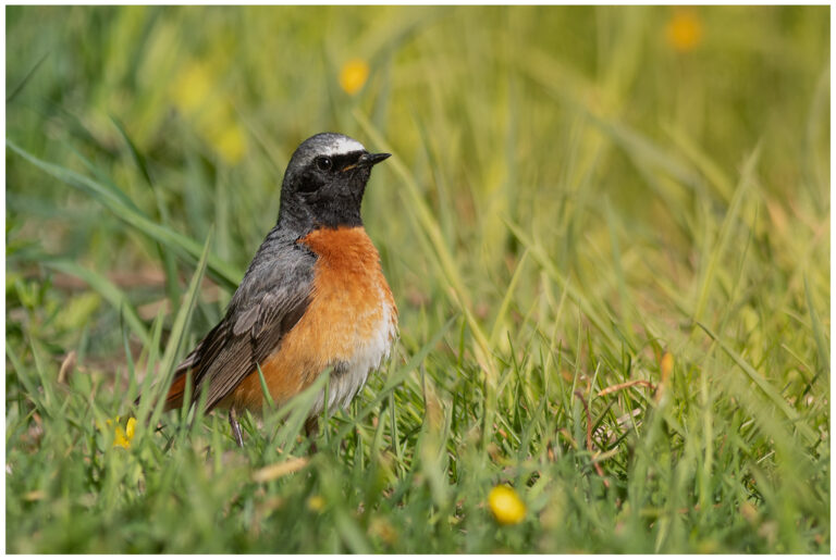 Rödstjärt - Common Redstart rödstjärt på marken