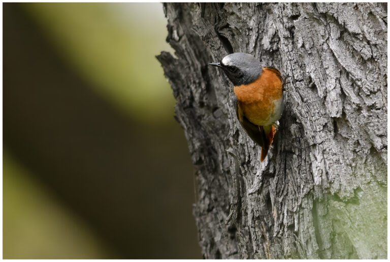 Rödstjärt - Common Redstart rödstjärt på en trädstam