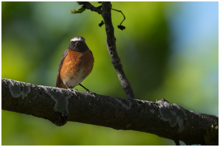 Rödstjärt - Common Redstart rödstjärt en hane sitter på en gren