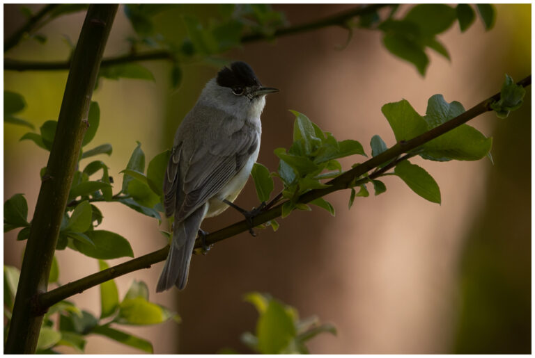 Svarthätta - Blackcap svarthätta på en gren