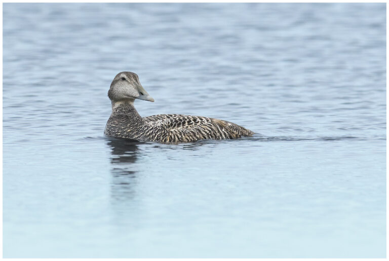 Ejder - Common Eider ejder hona