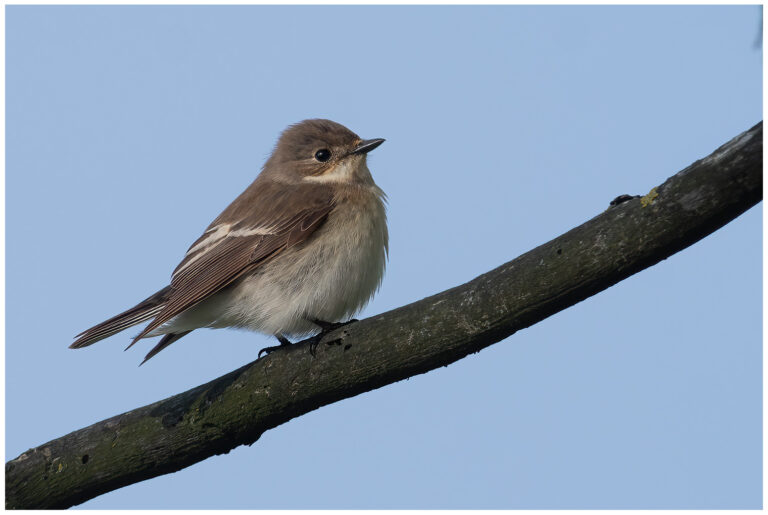 Svartvit Flugsnappare - European Pied Flycatcher svartvit flugsnappare