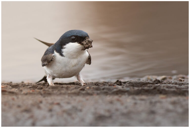 Hussvala - House Martin hussvala marken