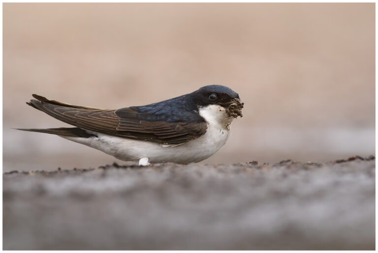 Hussvala - House Martin hussvala