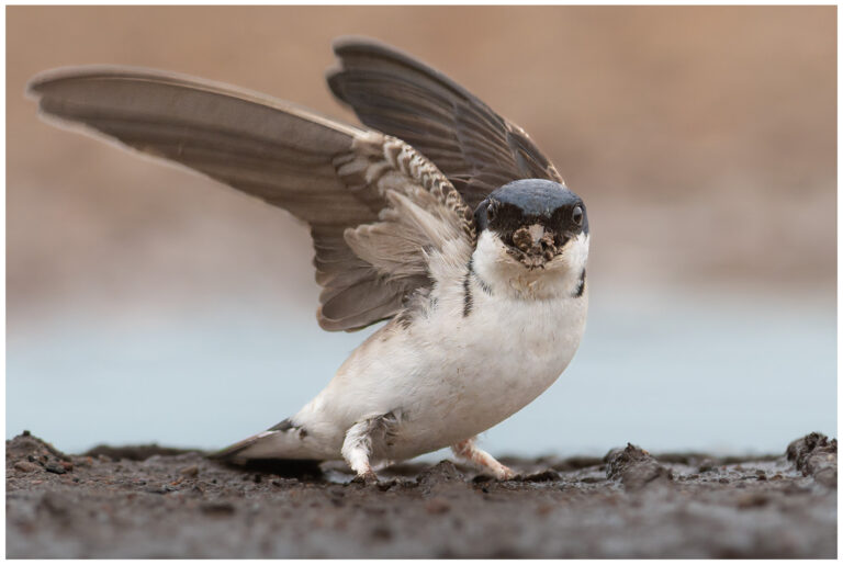 Hussvala - House Martin hussvala vingarna uppåt