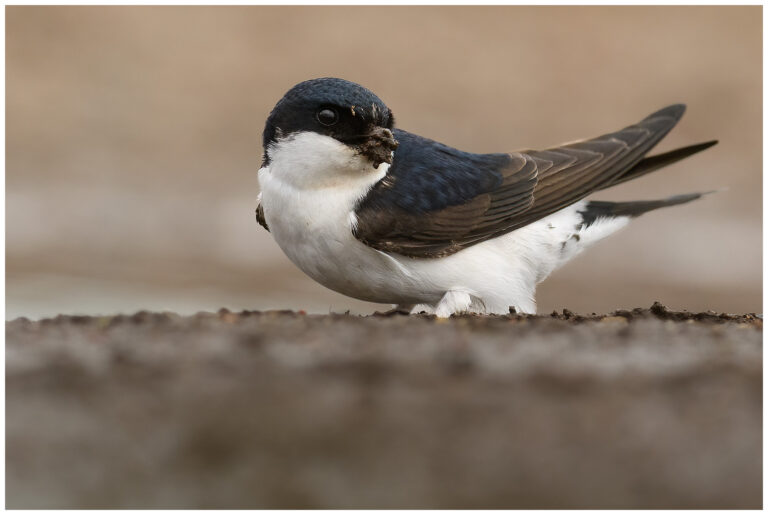 Hussvala - House Martin hussvala öland