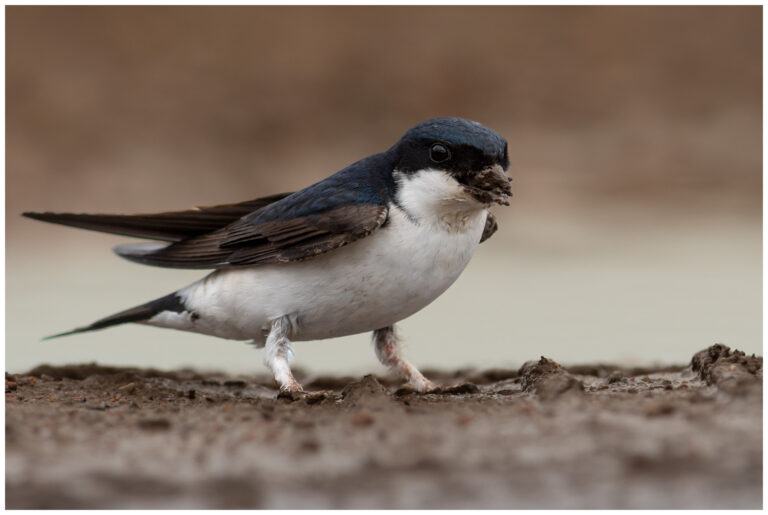 Hussvala - House Martin hussvala bomaterial