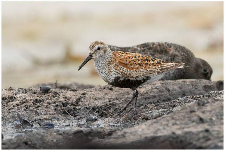 Kärrsnäppa - Dunlin kärrsnäppa adult