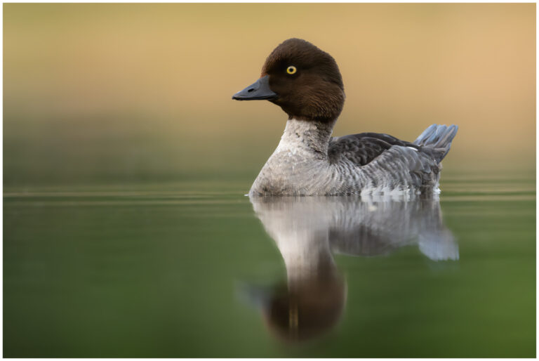 Knipa - Common Goldeneye knipa hona