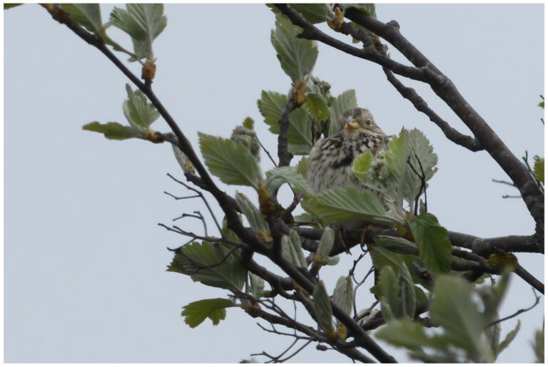 Kornsparv - Corn Bunting kornsparv bland löv