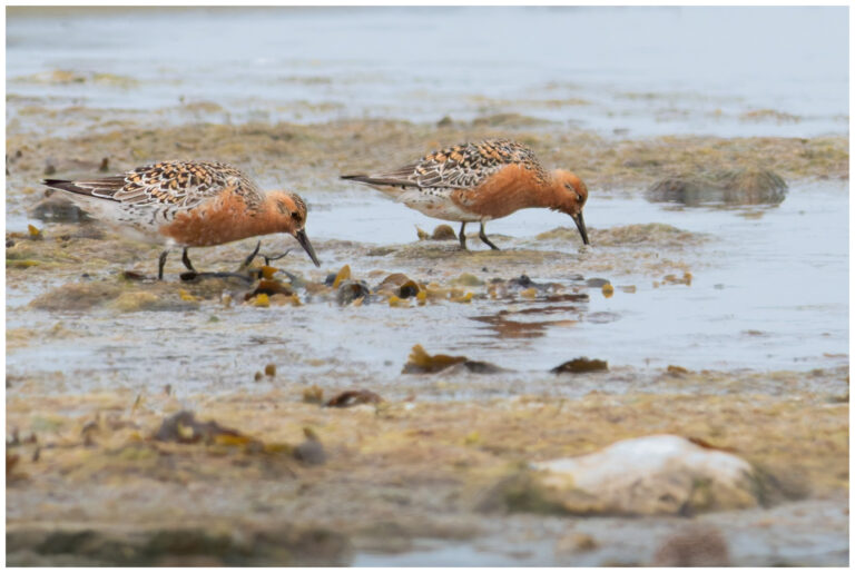 Kustsnäppa - Red Knot 2 kustsnäppor letar föda