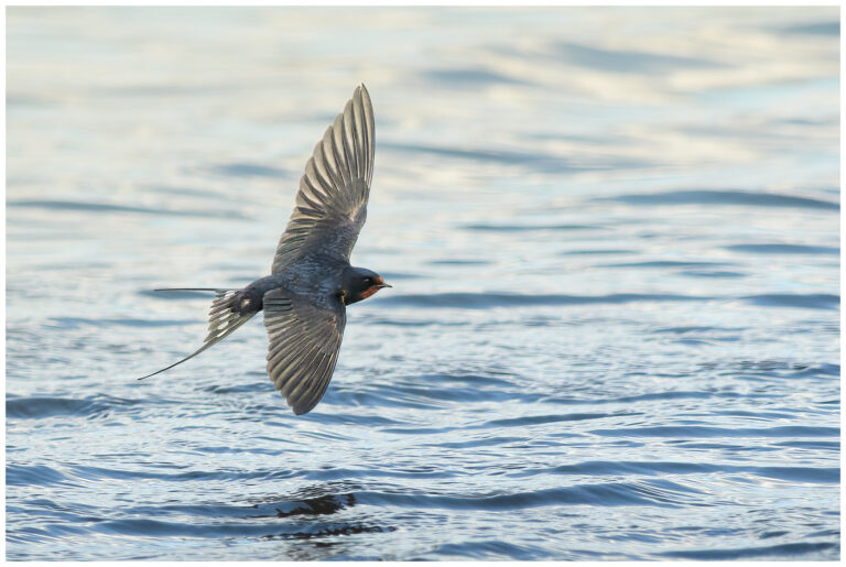 Ladusvala - Barn Swallow ladusvala flyger