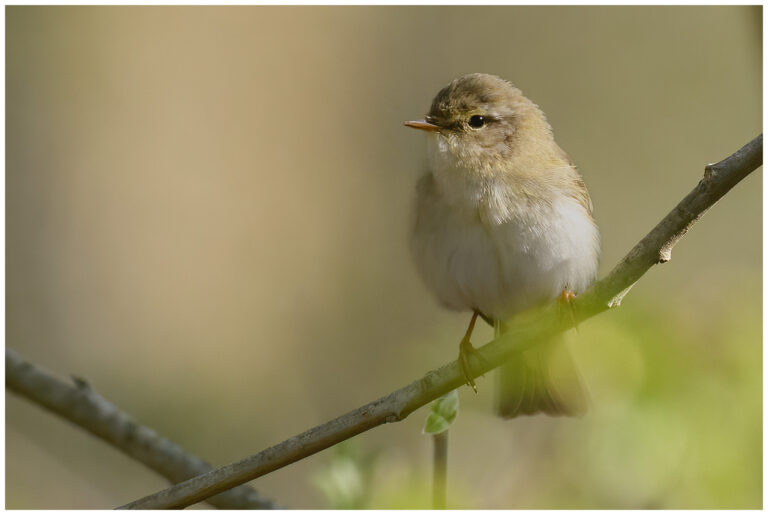 Lövsångare - Willow Warbler lövsångare i skogen