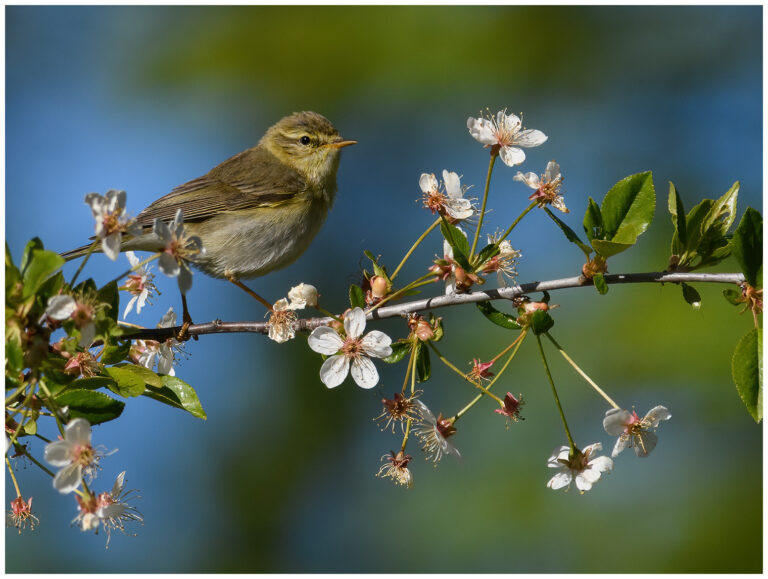 Lövsångare - Willow Warbler lövsångare