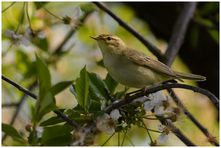 Lövsångare - Willow Warbler lövsångare inne i ett träd